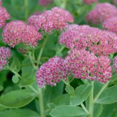 Autumn Joy Sedum